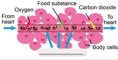 Pseudostratified columnar epithelium structure and function