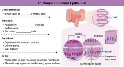 Simple columnar epithelium structure and function