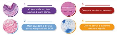 Overview of the four primary tissue types