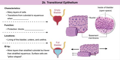 Transitional epithelium structure and function