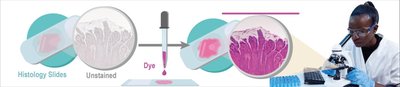 Histology slide preparation and staining process