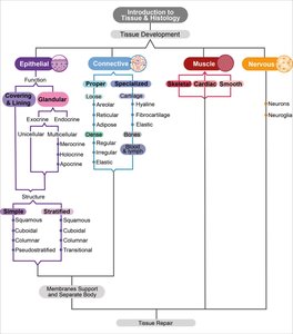 Lesson map of tissue types and subtypes