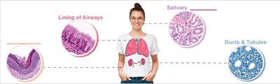Examples of epithelial tissue locations in the body