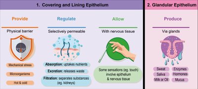 Functions of covering, lining, and glandular epithelium