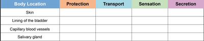Table of epithelial tissue functions by location