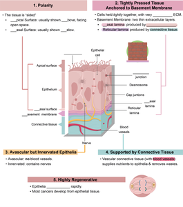 Diagram of epithelial tissue characteristics