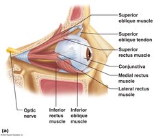 Extrinsic muscles of the eye