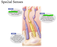 Illustration of special sense receptors
