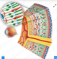 Retinal photoreceptors: rods and cones