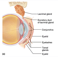 Accessory structures of the eye