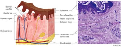 Structure of the dermis