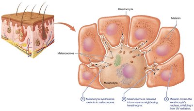 Melanocytes and melanin function