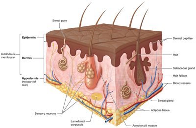 Basic anatomy of the skin