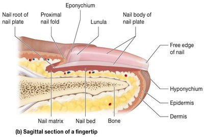 Sagittal section of a fingertip