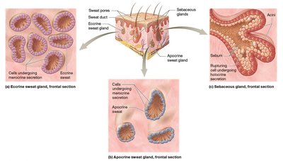 Sweat glands and sebaceous glands