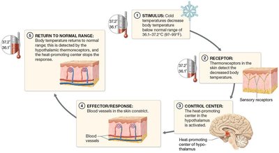 Negative feedback loop for falling body temperature