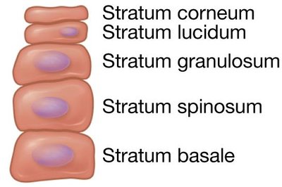 Mnemonic for epidermal strata
