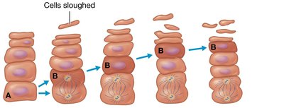 Epidermal growth and cell movement