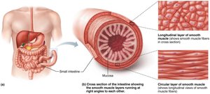 Smooth muscle in the intestine