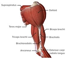 Muscles of the upper arm and shoulder