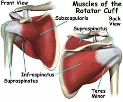 Muscles of the rotator cuff