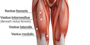 Quadriceps muscles of the thigh