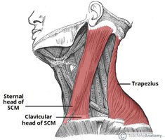 Sternocleidomastoid muscle anatomy