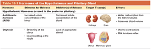 Table 16.1 Hormones of the Hypothalamus and Pituitary Gland