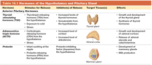 Table 16.1 Hormones of the Hypothalamus and Pituitary Gland