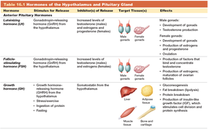 Table 16.1 Hormones of the Hypothalamus and Pituitary Gland