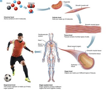 Levels of structural organization in the human body