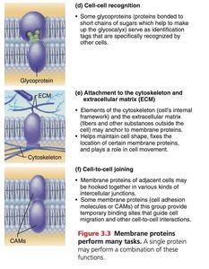 Membrane protein functions: cell recognition, attachment, joining