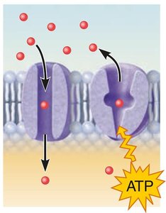 Transport protein mechanism