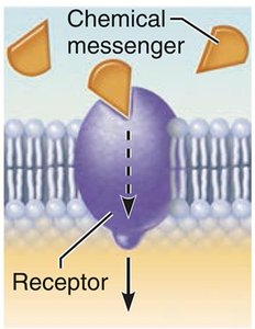 Receptor protein mechanism