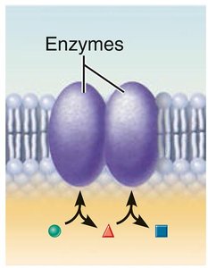 Enzymatic activity of membrane proteins