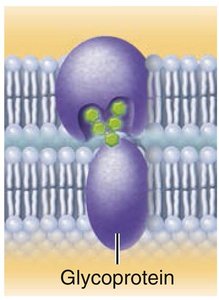 Glycoprotein in cell-cell recognition