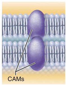 Cell adhesion molecules (CAMs) in cell-to-cell joining