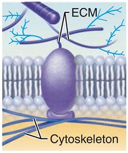 Attachment to cytoskeleton and ECM