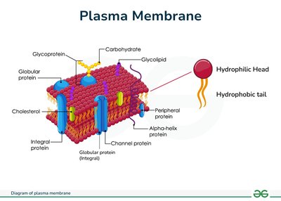 Plasma membrane diagram with labeled components