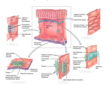 Diagram of cell junctions: tight, desmosome, gap