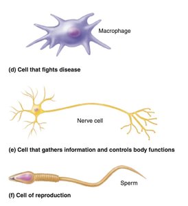 Examples of specialized cell types: macrophage, nerve cell, sperm