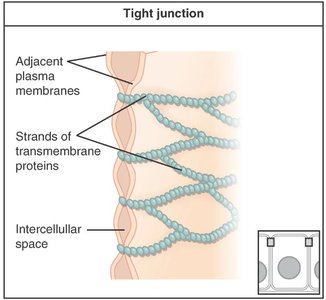 Tight junction close-up