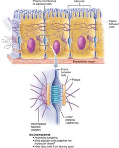 Desmosome close-up