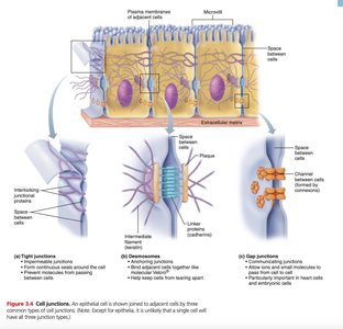 Cell membrane structure with labeled components