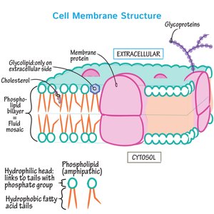 Cell junctions overview