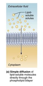 Simple diffusion through lipid bilayer