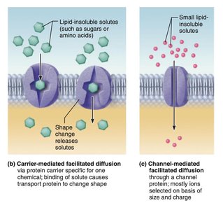 Facilitated diffusion: carrier and channel-mediated