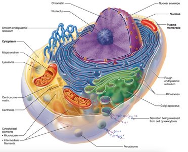 Diagram of a generalized cell with labeled organelles