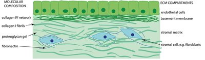 Extracellular matrix composition and compartments