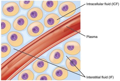 Diagram showing intracellular fluid, plasma, and interstitial fluid
